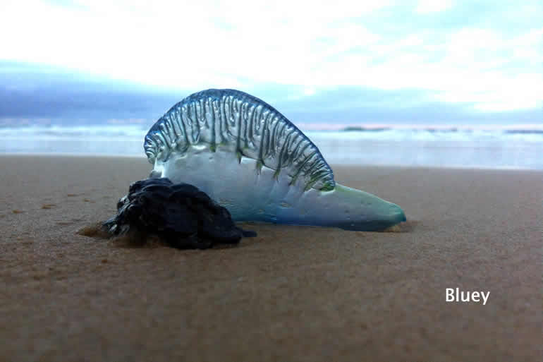 Bluebottles Jellyfish