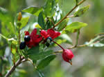 Flora of Coolum Beach