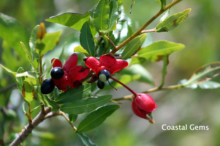 Flora in Coolum