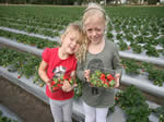 Strawberry Farm