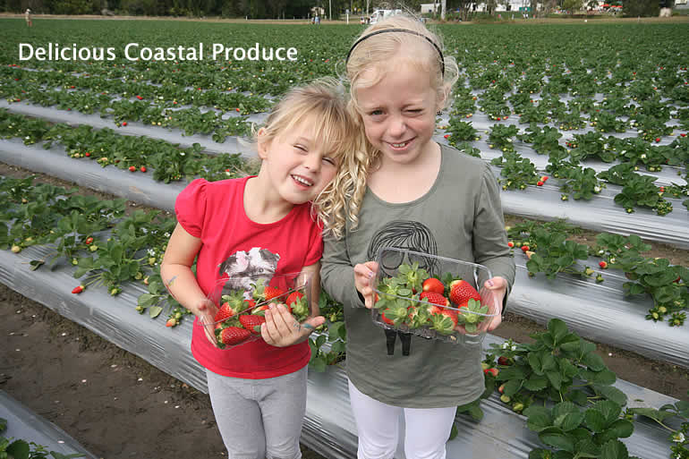 Strawberry Picking